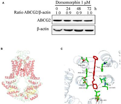 Dorsomorphin attenuates ABCG2-mediated multidrug resistance in colorectal cancer